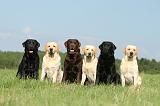LABRADOR 428